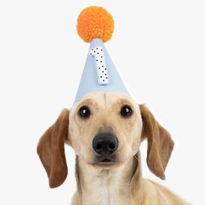 Miniature Dachshund Sausage Dog One Year Old Puppy Wearing Pale Powder Blue Party Hat with Orange Pom Pom and Black and White Polka Dot Age 1 on for First Birthday Lets Pawty Time Dogs Celebration