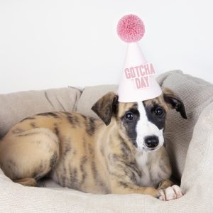 GOTCHA DAY PARTY HAT